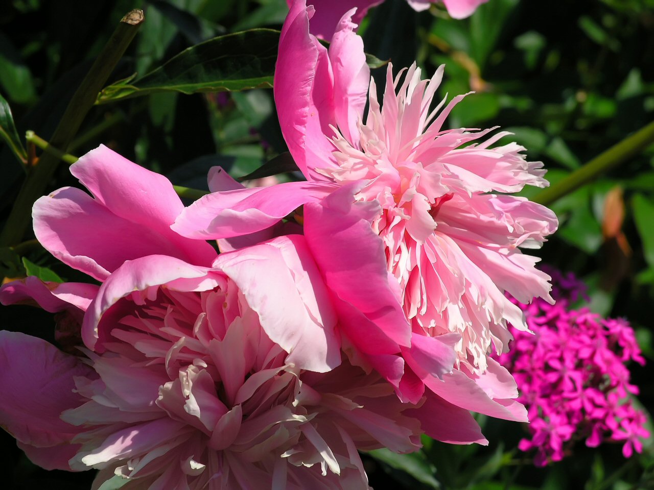 Flower 3