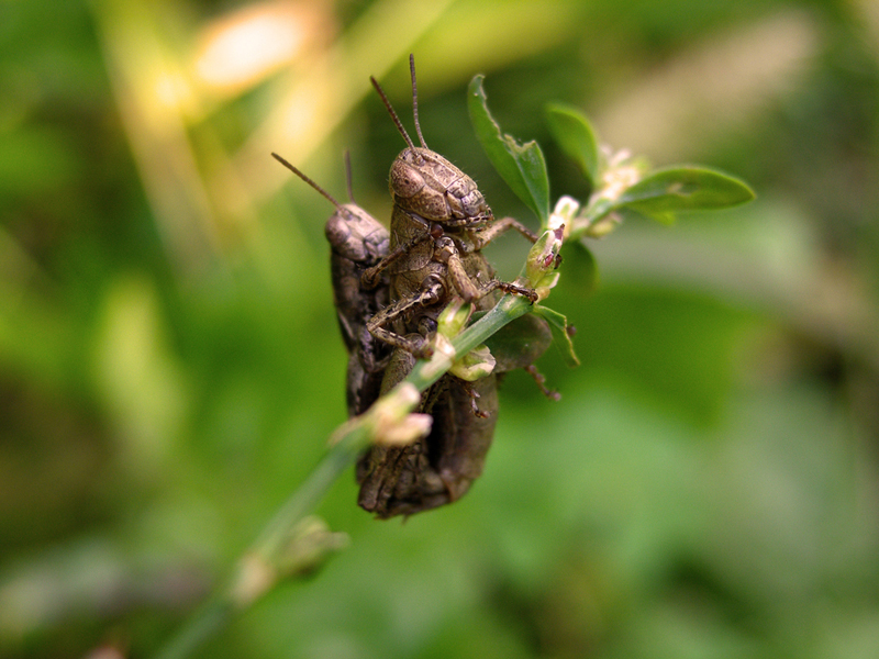 Grasshoppers