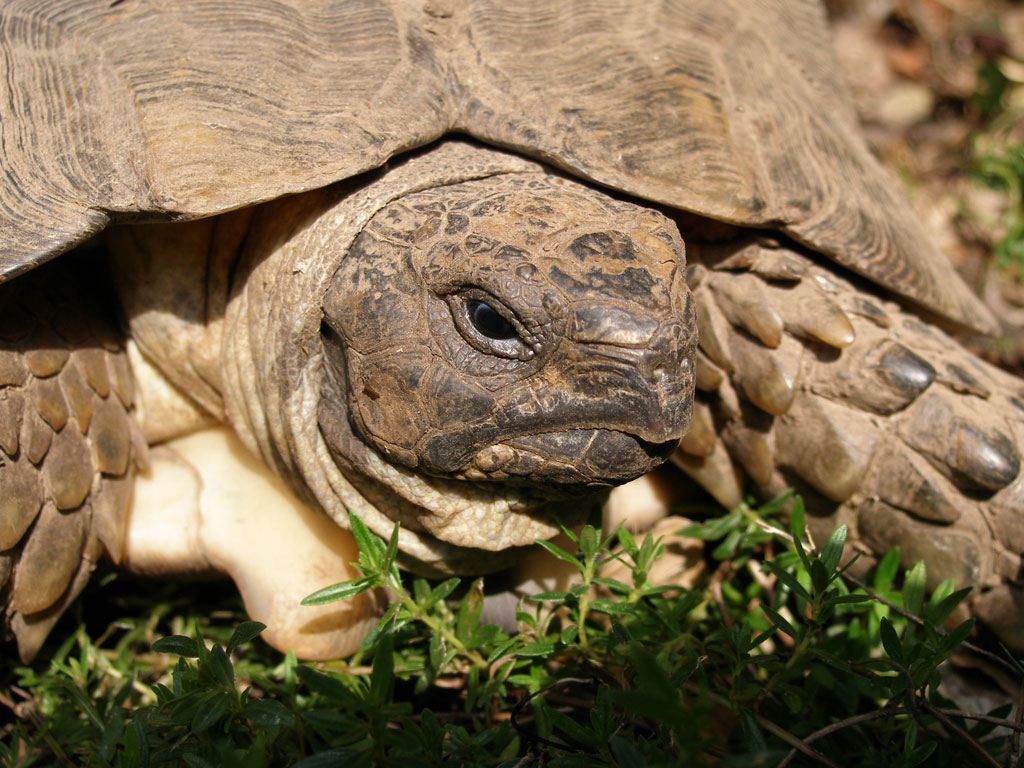 Myturtle