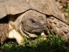 Myturtle