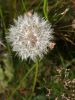 Dandelion by Mike PADLEY