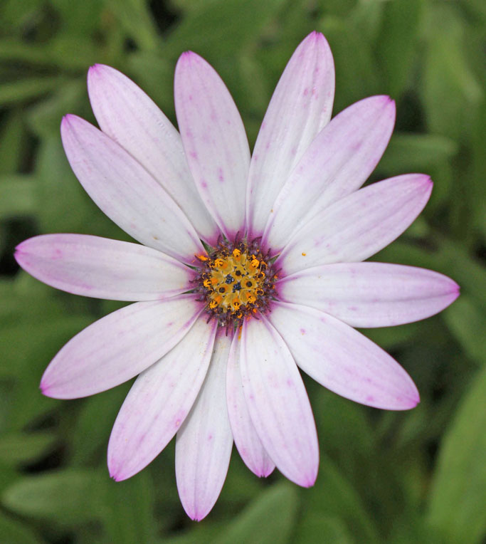The Flower