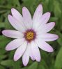 The Flower by Mike PADLEY