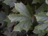 Broad Leaf by Mike PADLEY