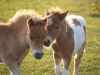 Friends by Mike PADLEY