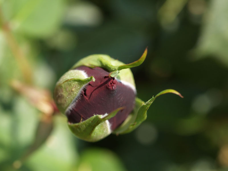 Rosebud