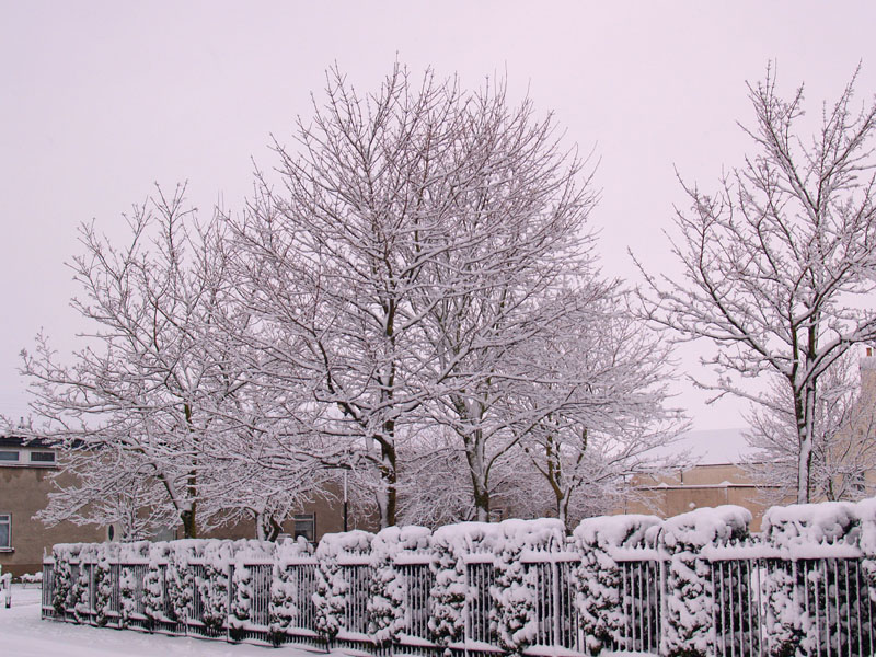 Snow in the Abbey Trees