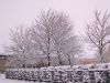 Snow in the Abbey Trees by Mike PADLEY