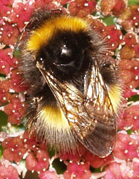the Bee