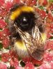 the Bee by Mike PADLEY