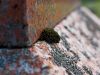 Growth by Rick Aiken