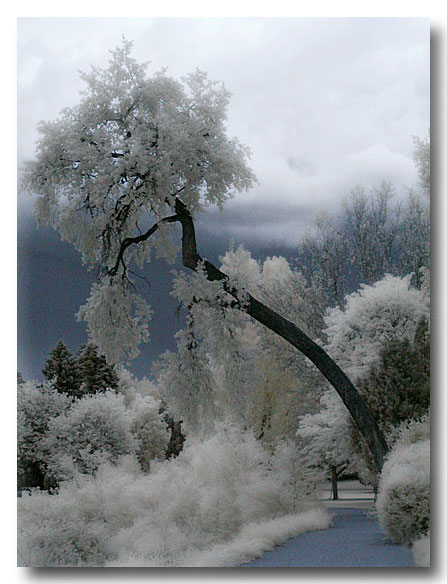 Sad, lonely, and crooked trees...