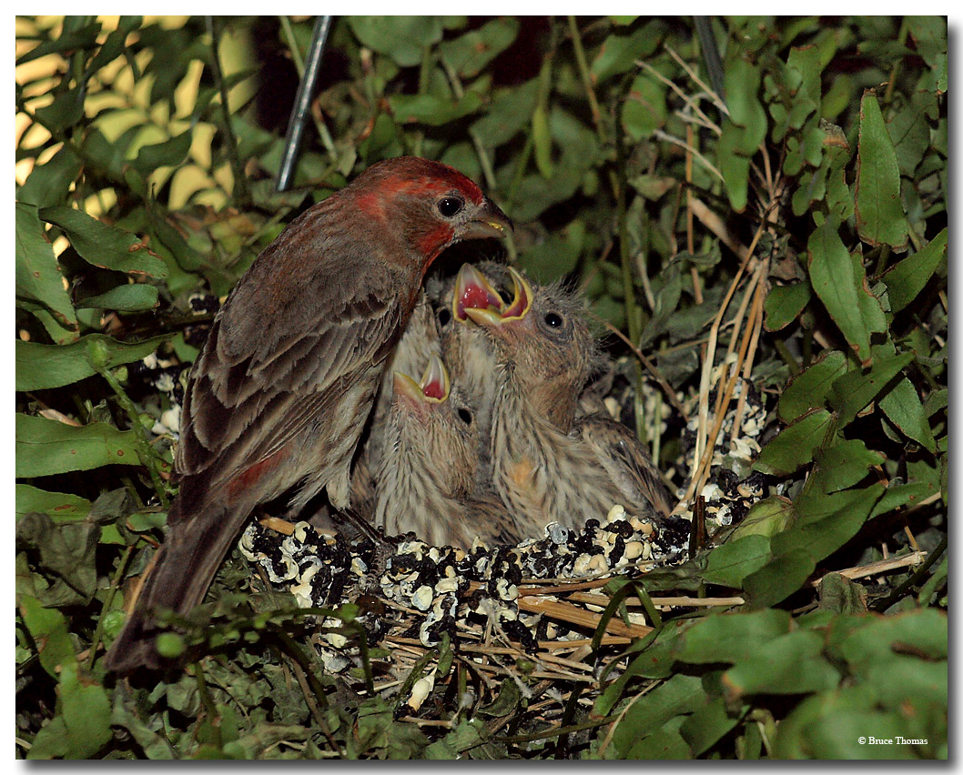 Poppa Finch - Feeding the brood