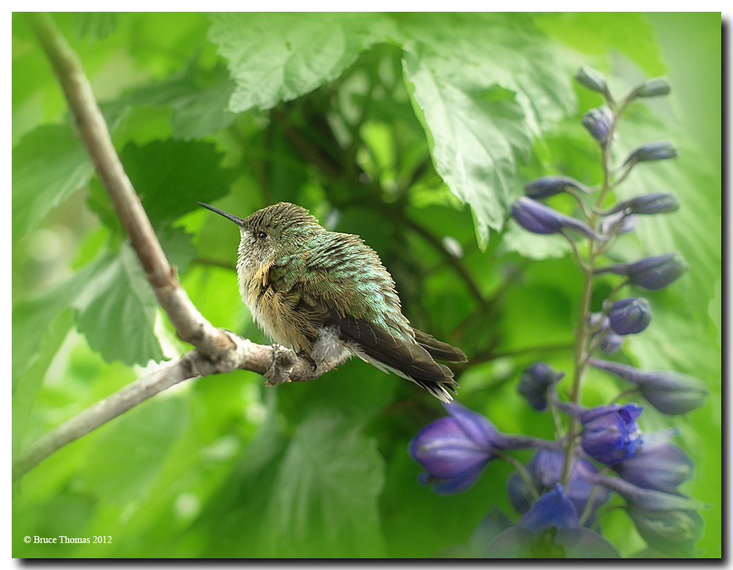 Hummingbird Morning