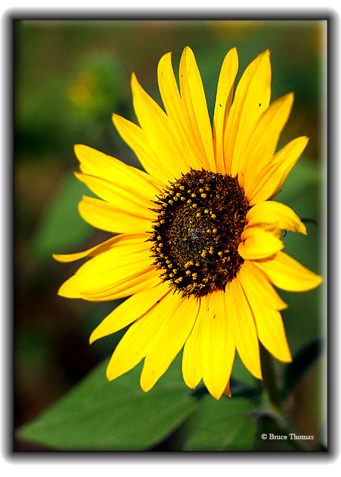 Late Summer...