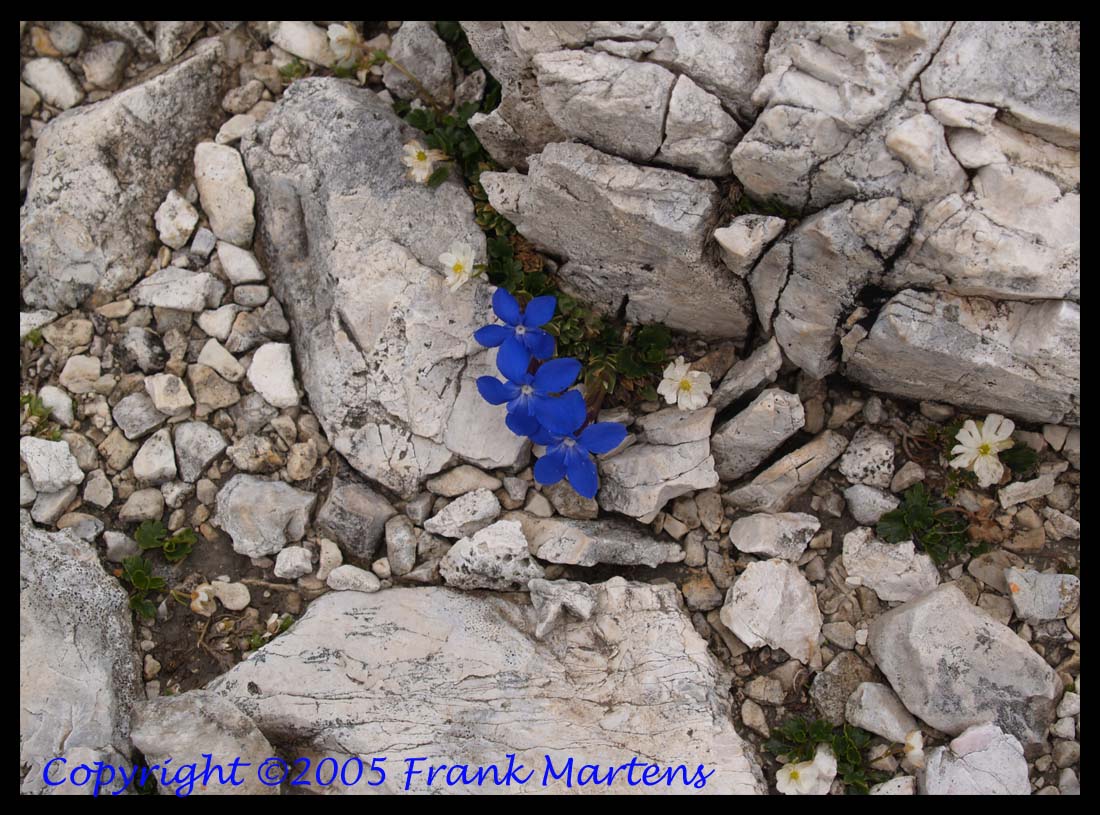 Flowers on the top of Rosetta (Italy)