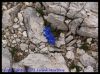 Flowers on the top of Rosetta (Italy) by Frank Martens