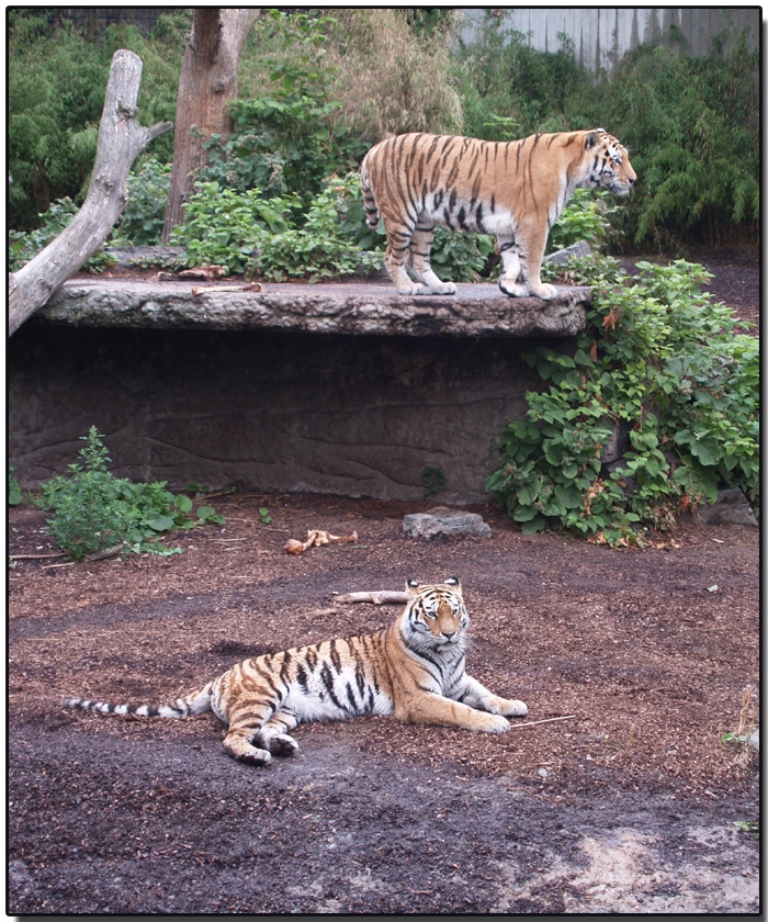 Tigers