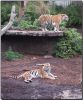 Tigers by Frank Martens