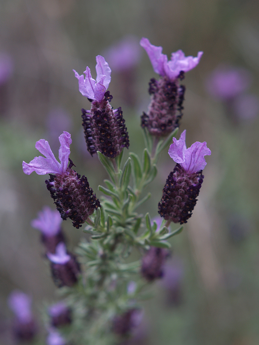 Lavandula stoechas L