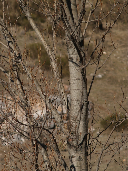 Poplar tree