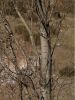 Poplar tree by Ram?n Palomo