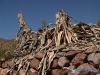 dead plants by Ram?n Palomo