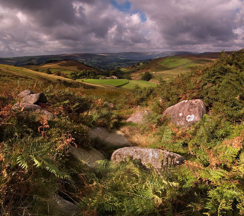 Bracken and Rocks