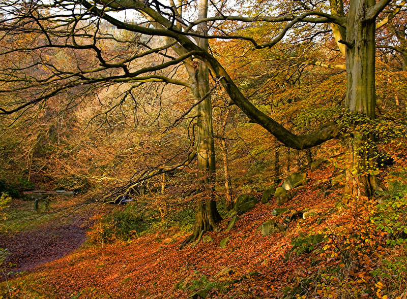 Padley woods