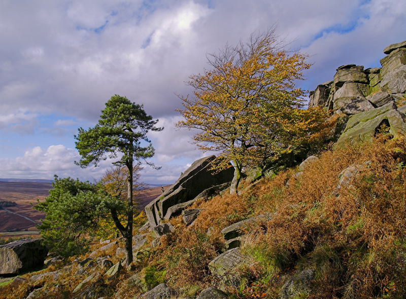 Trees on Stanage