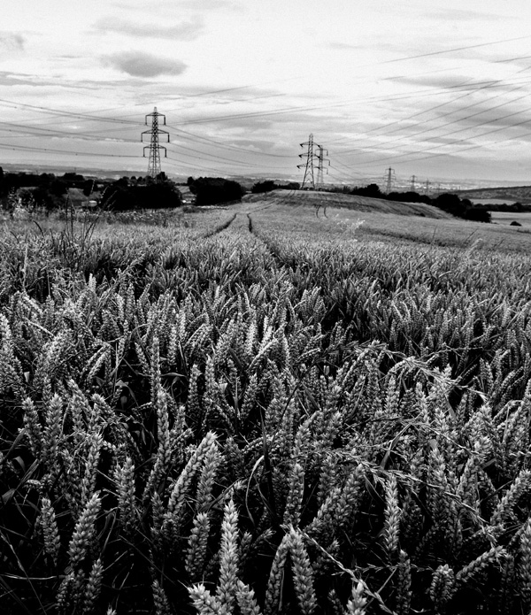 Wheat Field