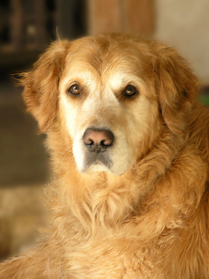 Golden Portrait