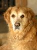 Golden Portrait