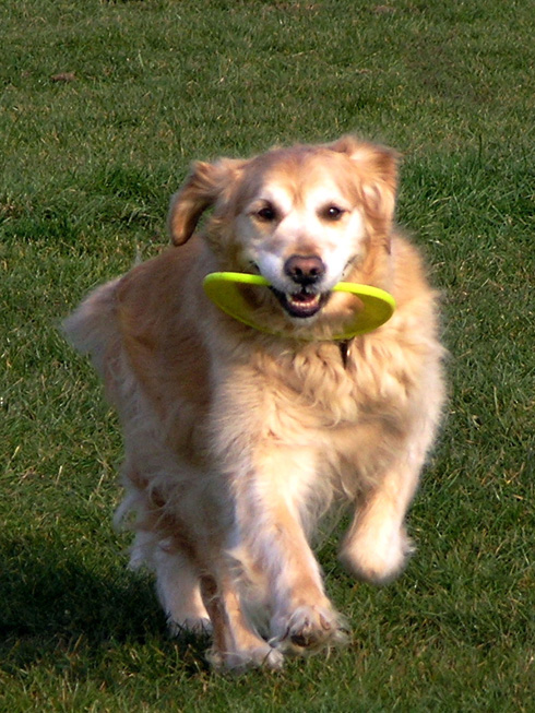 Golden Retriever
