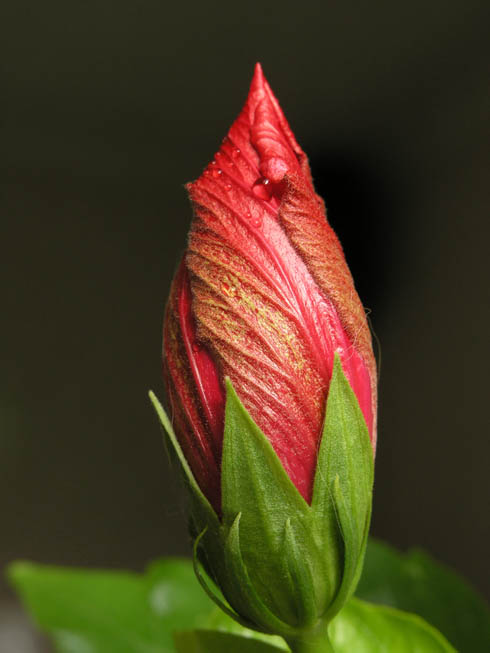 Bud
