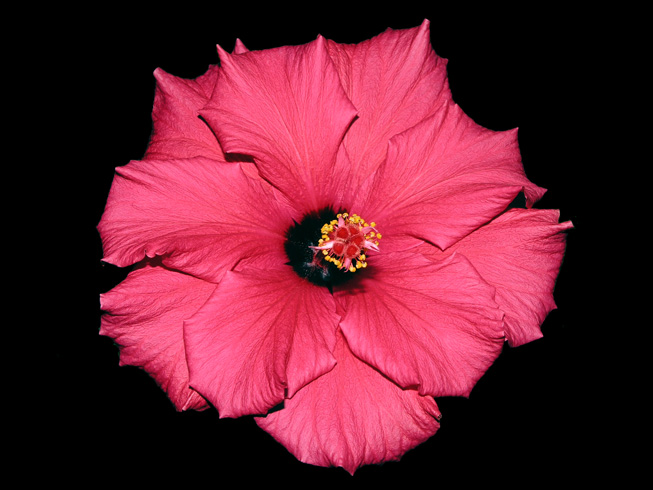 Bloom