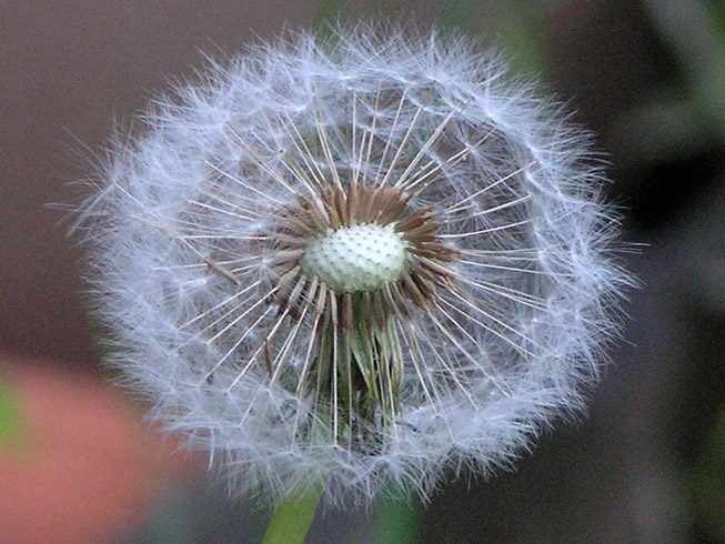 Dandelion