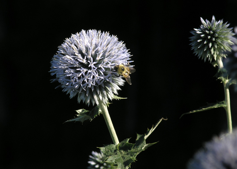 Bee on Thistle