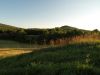 Lyme meadow in evening light by Peter Betts