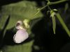 Pole Bean Flower by Peter Betts