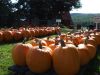 Pumpkins by Peter Betts