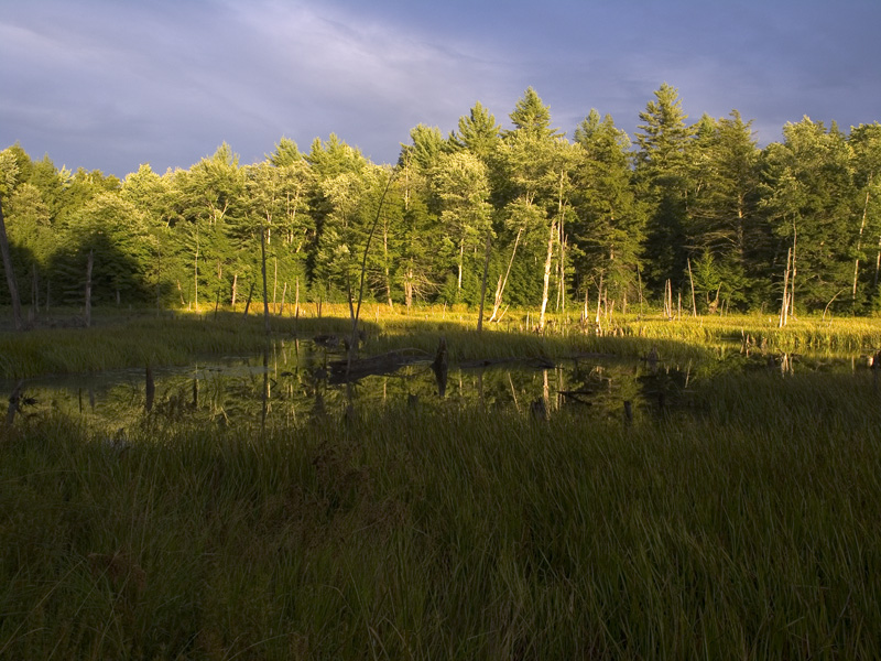 Wetlands after a storm