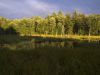 Wetlands after a storm by Peter Betts