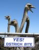 Yes! Ostrich Bite by Janine White