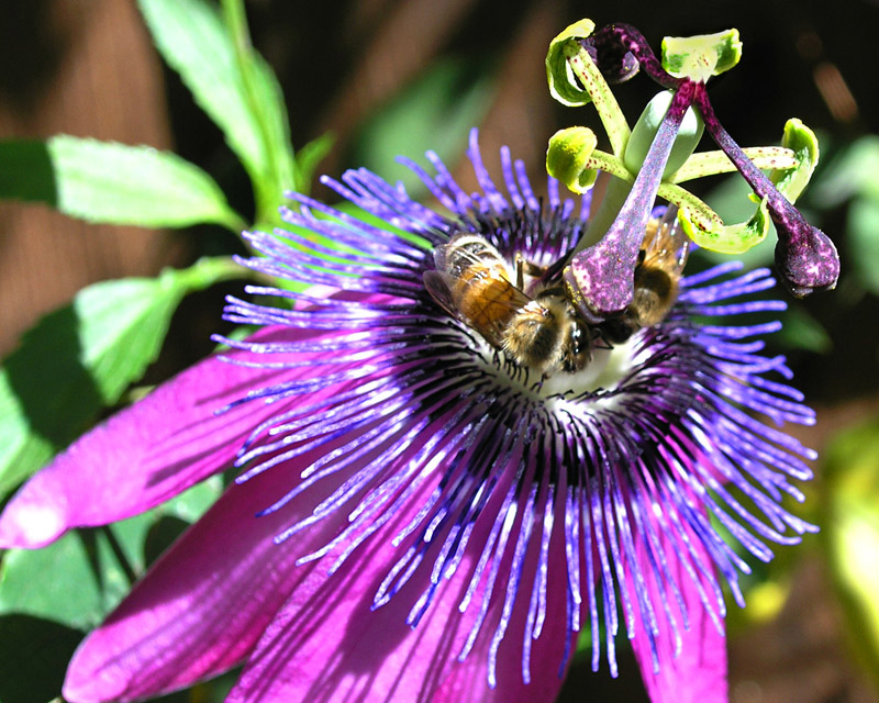Bees