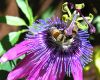 Bees