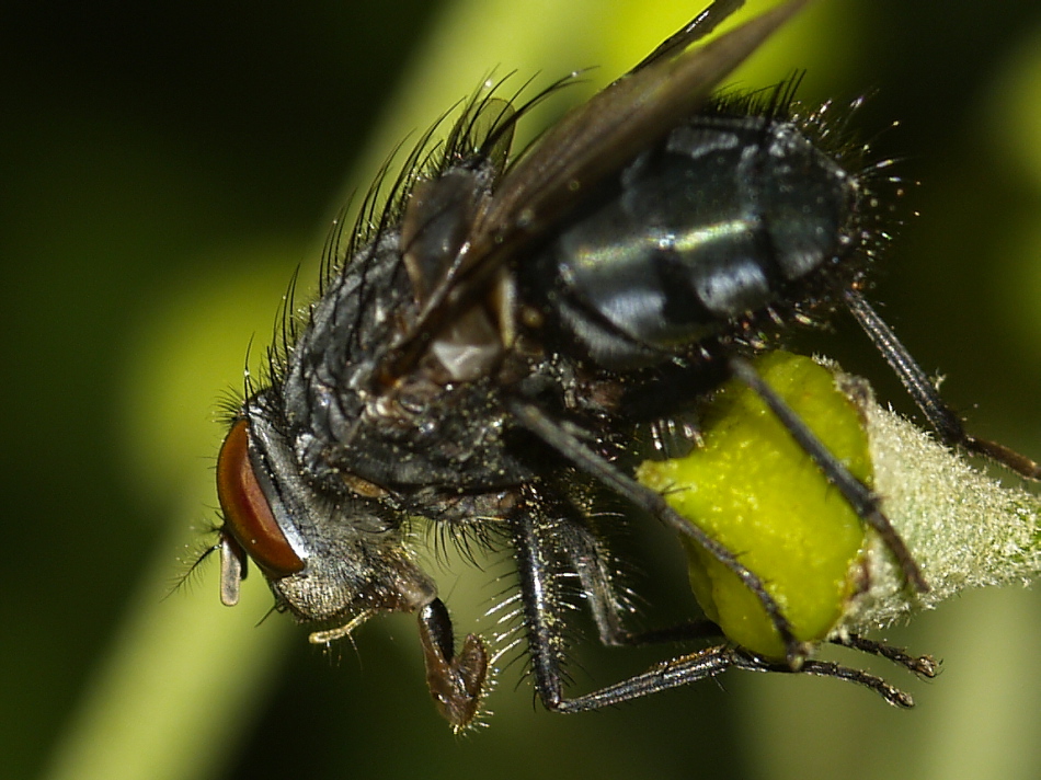 The Fly