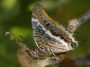 Two tailed Pasha by Fillip ter Haar