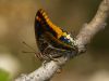 Two tailed Pasha II by Fillip ter Haar