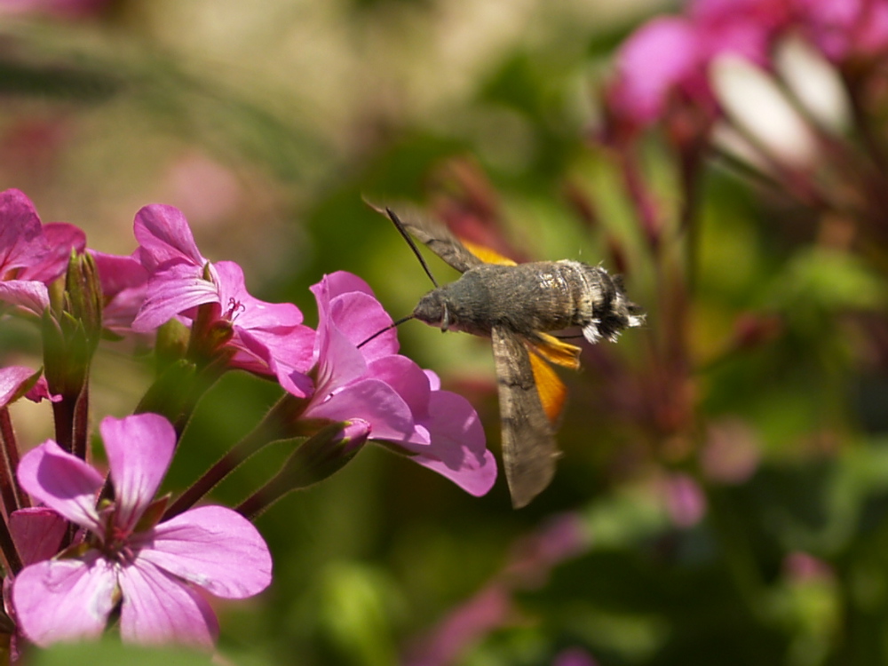 so many flowers, so little time!